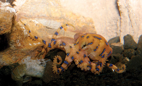 Blue-ringed-Octopus.jpg