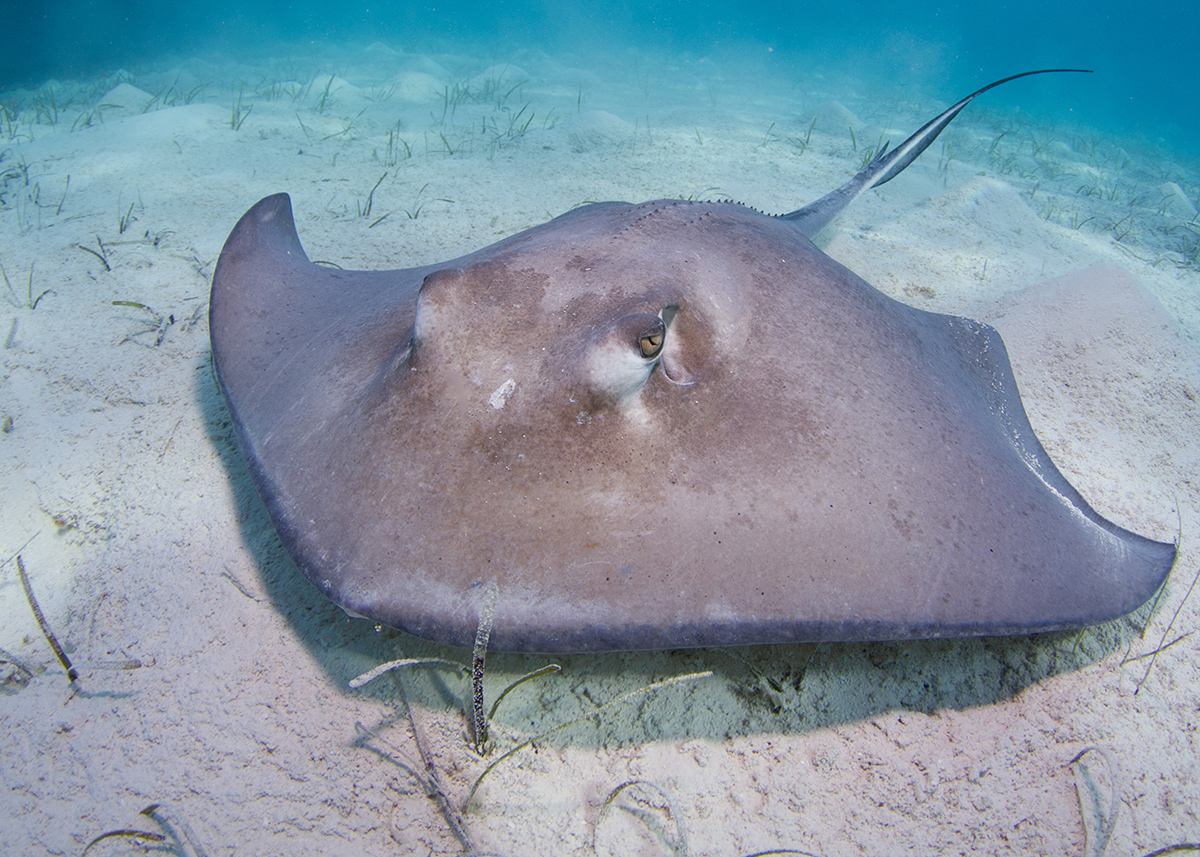 Stingrays Batoidea SLS Beachsafe