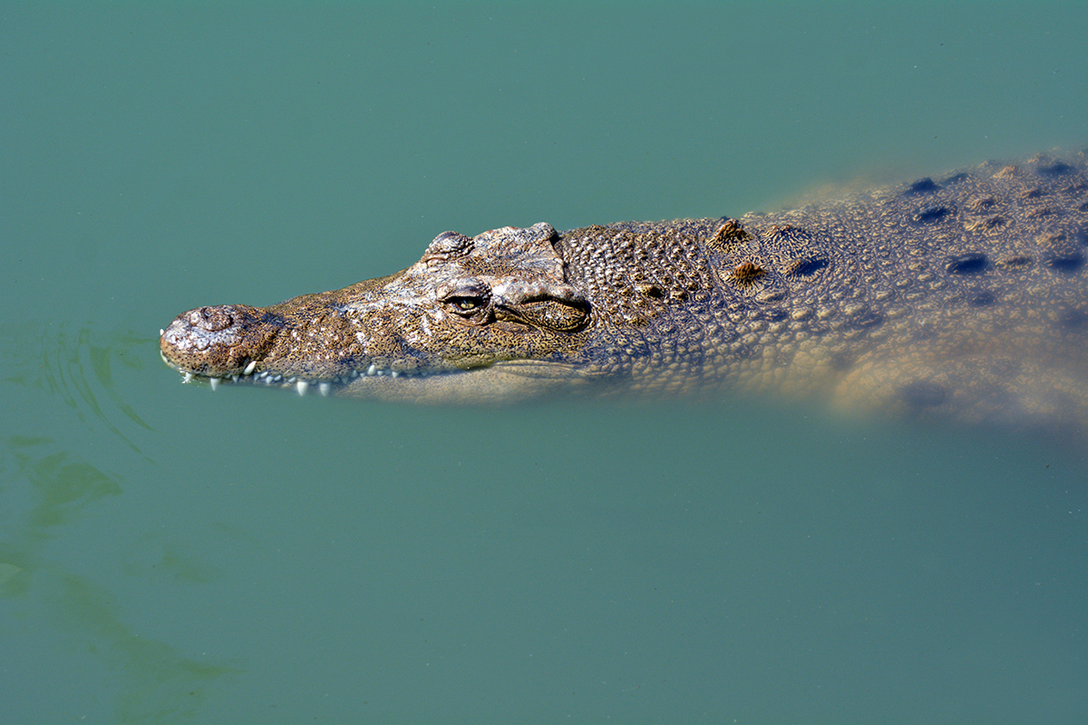 saltwater_crocodile.jpg