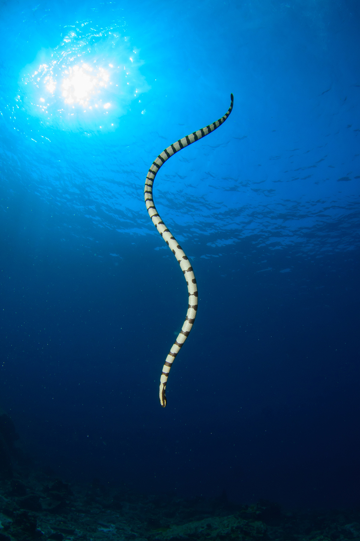 Sea Snakes Hydrophiinae SLS Beachsafe