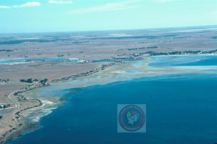 Giles Point (2) - Beach in Port Giles Yorke Peninsula SA - SLS Beachsafe