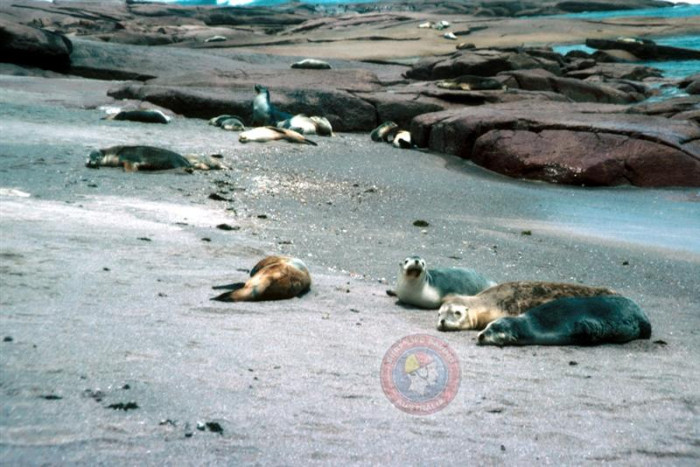 Point Labatt - Beach in Baird Bay Streaky Bay SA - SLS Beachsafe